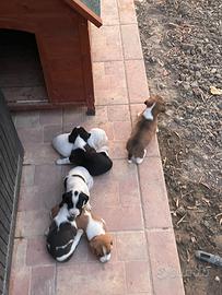 Cuccioli incrocio Beagle/Jack Russel