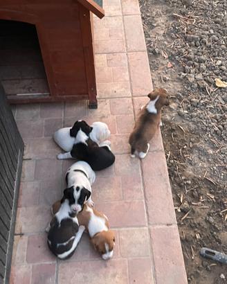 Cuccioli incrocio Beagle/Jack Russel