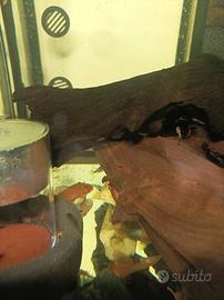 Ancistrus super red acquario