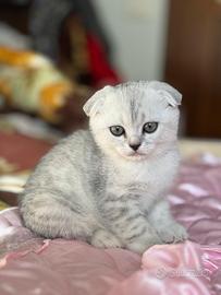 Scottish fold/straight