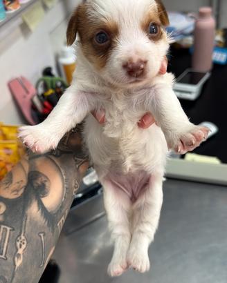 Cucciolo maltipoo