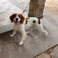 Epagneul breton x monta