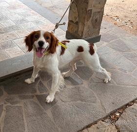 Epagneul breton x monta