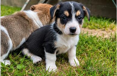 Corgi Pembroke