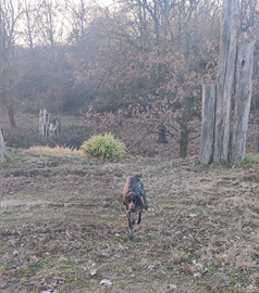 Cucciolo di Bracco