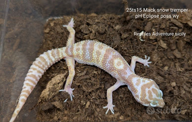 Gechi leopardini snow albini