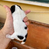 Chiuahua Toy