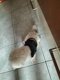 Cane di razza  Maltese 