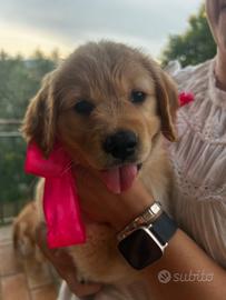 Cucciola di Golden Retriever