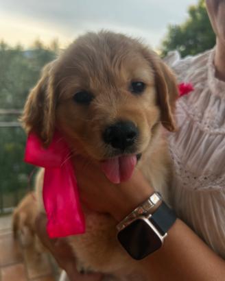 Cucciola di Golden Retriever