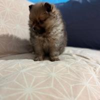 Cucciolo femmina volpino Pomerania