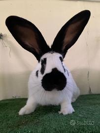 Conigli di razza