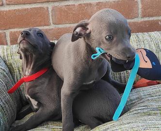 Cuccioli di piccolo levriero italiano