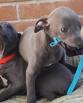 Cuccioli di piccolo levriero italiano