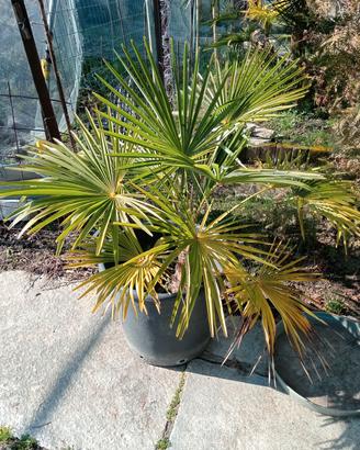 piante. palme
