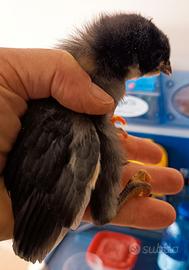 Pulcini Australorp in purezza