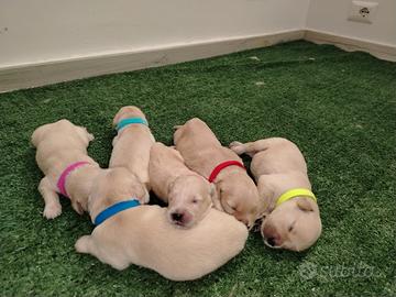Golden retriever cuccioli