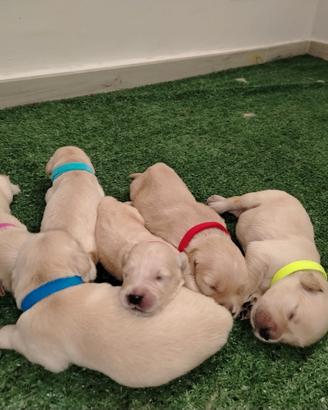 Golden retriever cuccioli