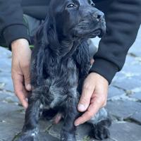 Tutto nero e coccolone