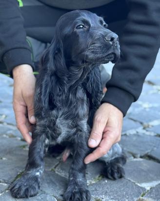 Tutto nero e coccolone