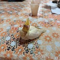 Calopsite allevate a mano