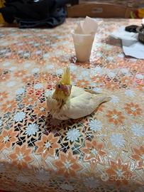 Calopsite allevate a mano