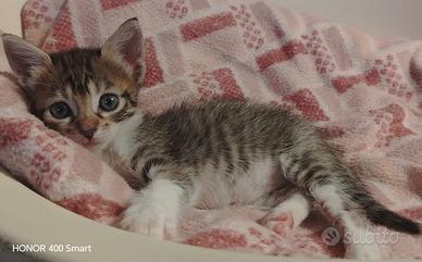 Princess gattina 2 mesi