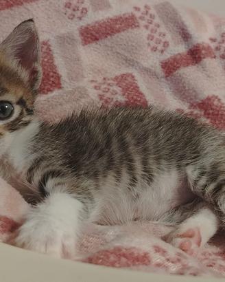 Princess gattina 2 mesi