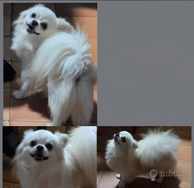 Chihuahua Rimborso Spese