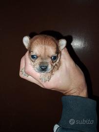 Cucciola di chihuahua