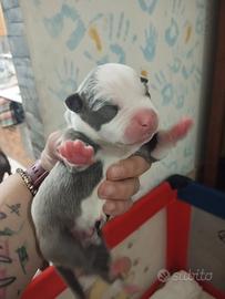 Disponibili cuccioli di Pitbull