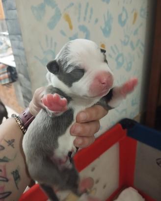 Ultimi 3 cuccioli di Pitbull disponibili