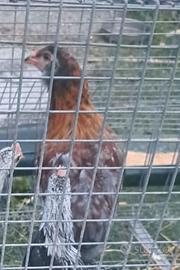 araucana
