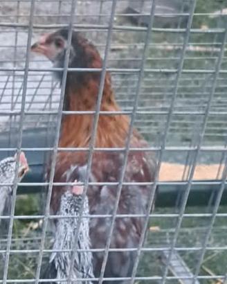araucana