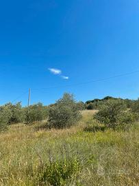 Uliveto 5 ettari - modigliana, monte trebbio