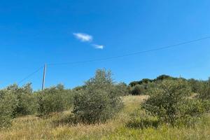 Uliveto 5 ettari - modigliana, monte trebbio