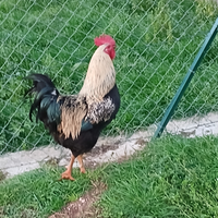 Gallo