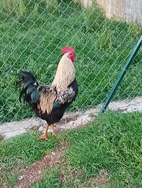 Gallo