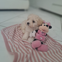 Cuccioli maltipoo toy p.u.r.i genitori visibili