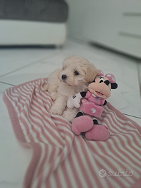 Cuccioli maltipoo toy p.u.r.i genitori visibili