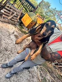 Cuccioli di segugio italiano