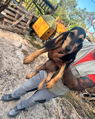 Cuccioli di segugio italiano