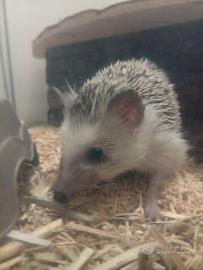 Riccio africano con tutto A PARMA