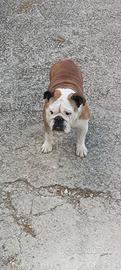 Bulldog inglese