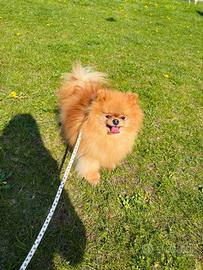 Volpino Pomerania STUPENDA cucciola PEDIGREE ENCI