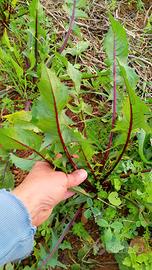 Terreno da coltivare