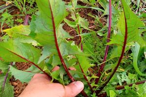 Terreno da coltivare