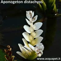 Aponogeton distachyos