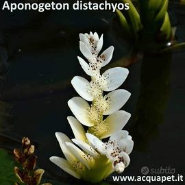 Aponogeton distachyos