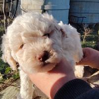 Cuccioli Lagotto romagnolo